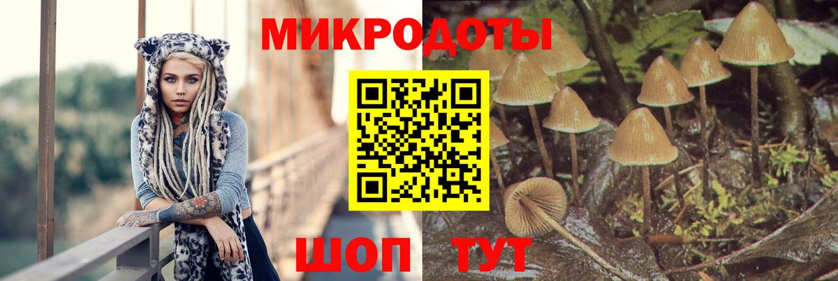 Галлюциногенные грибы Psilocybe Белогорск